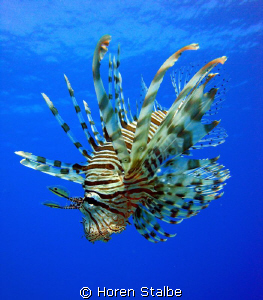 Lionfish! Sony Cybershot. by Horen Stalbe 